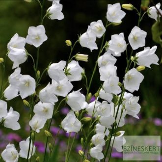 Campanula persicifolia 