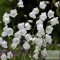 Campanula persicifolia 