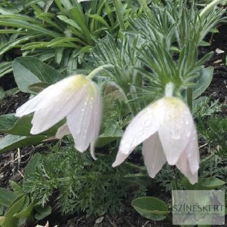 Pulsatilla vulgaris 