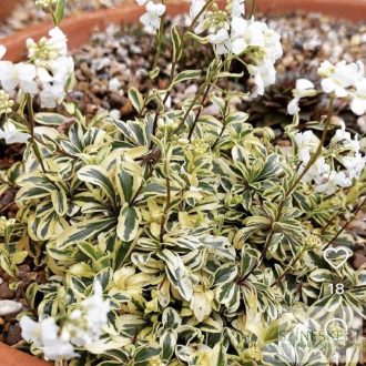   Arabis ferdinandi-coburgii 'Old Gold' - macedón ikravirág