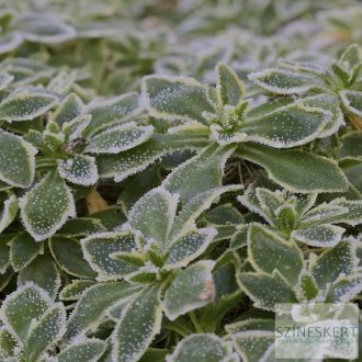 Aubrieta 'Silberrand' - tarka lombú pázsitviola