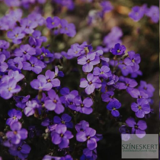 Aubrieta 'Silberrand' - tarka lombú pázsitviola