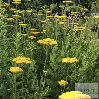   Achillea filipendulina 'Cloth of Gold' - jószagú cickafark