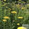 Achillea filipendulina 'Cloth of Gold' - jószagú cickafark