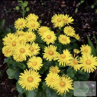   Doronicum orientale 'Little Leo' - kaukázusi zergevirág