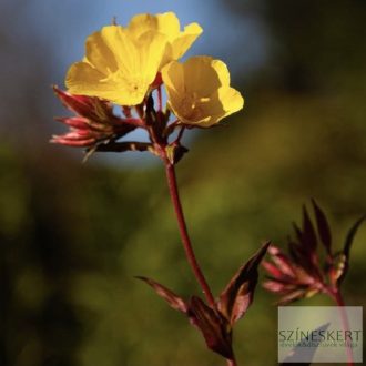   Oenothera fruticosa 'Sonnenwende' - négyszögletes ligetszépe