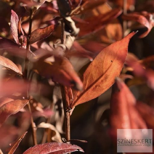Oenothera fruticosa 'Sonnenwende' - négyszögletes ligetszépe