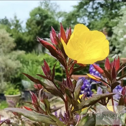 Oenothera fruticosa 'Sonnenwende' - négyszögletes ligetszépe