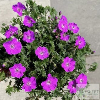 Geranium sanguineum 