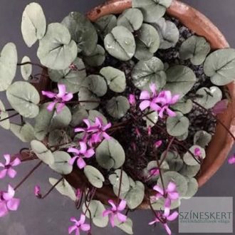   Cyclamen coum 'Rose Silver' - kereklevelű ciklámen