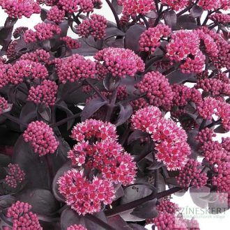 Sedum 'Oriental Dancer' - varjúháj