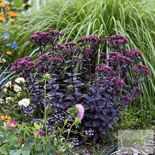 Sedum 'Oriental Dancer' - varjúháj