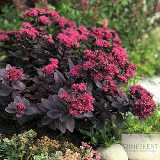 Sedum SunSparkler 'Plum Dazzled' - varjúháj