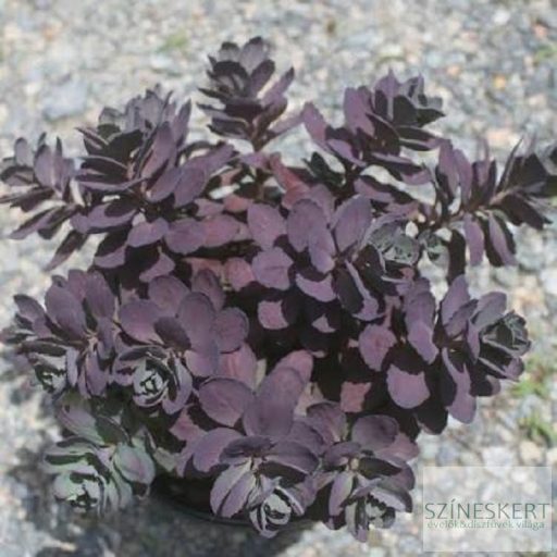 Sedum SunSparkler 'Plum Dazzled' - varjúháj