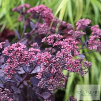 Sedum 'Red Sparkle' - varjúháj