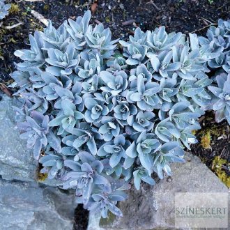 Sedum 'Marina' - varjúháj