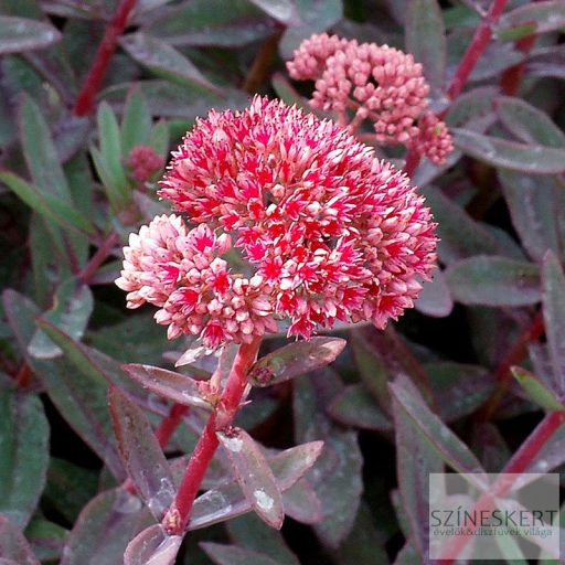 Sedum 'Marina' - varjúháj