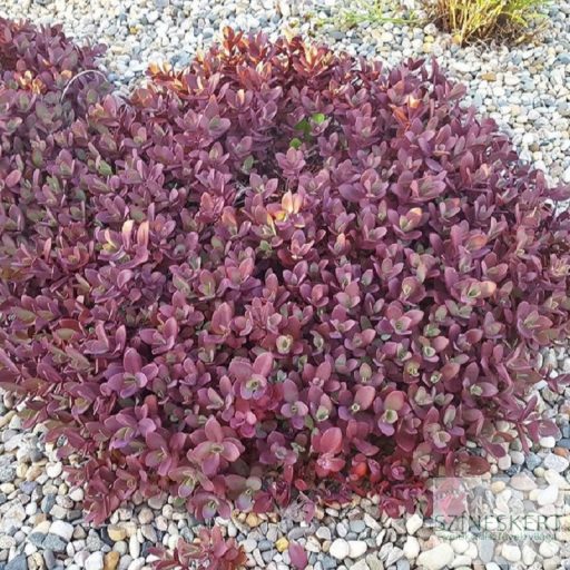 Sedum SunSparkler 