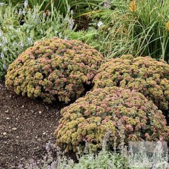 Sedum 'Coraljade' - varjúháj
