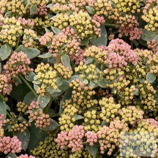 Sedum 'Coraljade' - varjúháj