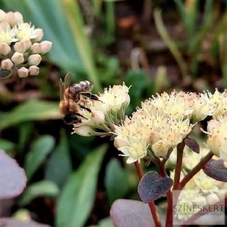 Sedum 'Hab Gray' - varjúháj