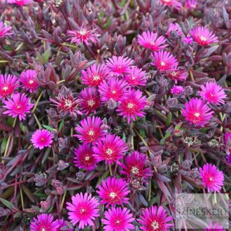 Delosperma 'Desert Dancer Purple' - délvirág