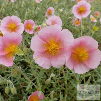 Helianthemum 'Rhodanthe Carneum' - napvirág