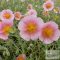 Helianthemum 'Rhodanthe Carneum' - napvirág