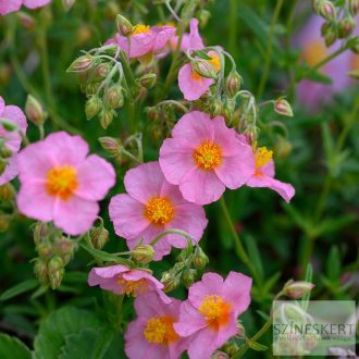 Helianthemum 'Lawrenson's Pink' - napvirág