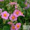 Helianthemum 'Lawrenson's Pink' - napvirág