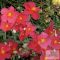 Helianthemum 'Beach Park Red' - napvirág