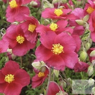 Helianthemum 'Supreme' - napvirág