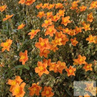 Helianthemum 'Bronzeteppich' - napvirág