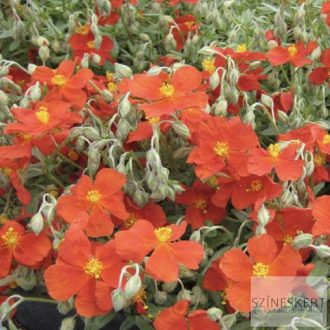 Helianthemum 'Fire Dragon' - napvirág