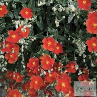 Helianthemum 'Red Dragon' - napvirág
