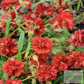 Helianthemum 'Amabile Plenum' - napvirág