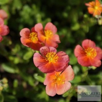 Helianthemum 'Mette' - napvirág