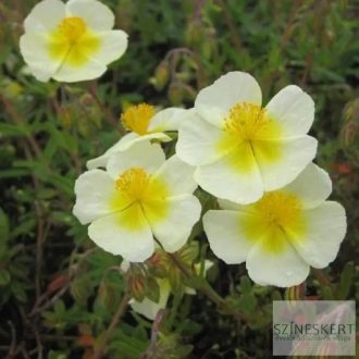 Helianthemum 'Elfenbeinglanz' - napvirág