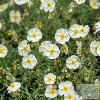 Helianthemum 'The Bride' - napvirág