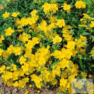 Helianthemum 'Sterntaler' - napvirág