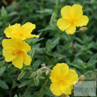 Helianthemum 'Golden Queen' - napvirág