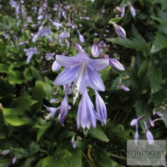 Hosta lancifolia - lándzsalevelű árnyékliliom