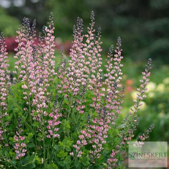   Baptisia Decadence 'Pink Truffles' - déli borsófült