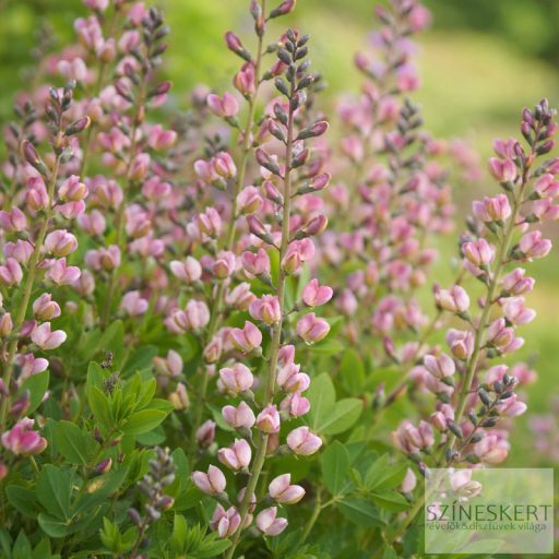 Baptisia Decadence 'Pink Truffles' - déli borsófült
