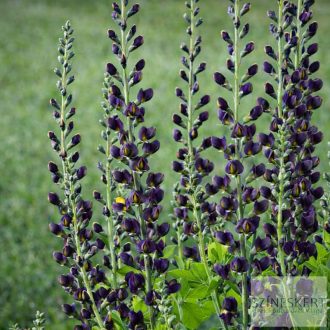   Baptisia Decadence 'Dark Chocolate' - déli borsófült