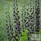 Baptisia Decadence 'Dark Chocolate' - déli borsófült