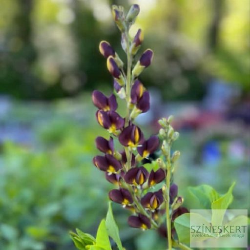 Baptisia Decadence 'Dark Chocolate' - déli borsófült
