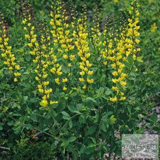   Baptisia Decadence 'Lemon Meringue' - déli borsófült