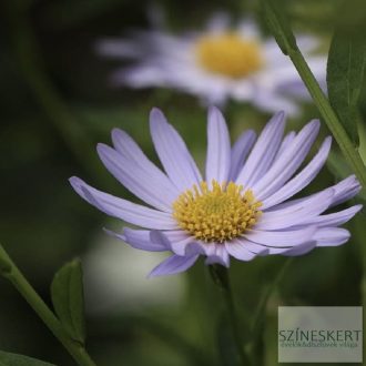 Kalimeris incisa 'Charlotte' - kalimerisz