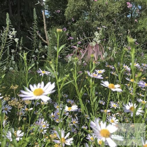 Kalimeris incisa 'Charlotte' - kalimerisz